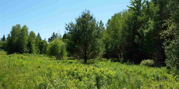 Photo: Peter Fina, Great Northern Land Company Field-like wetland with trees in background in summer